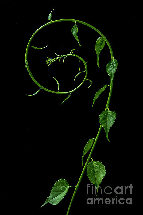 Curly Vine by Diane Diederich Curly Vine by Diane Diederich